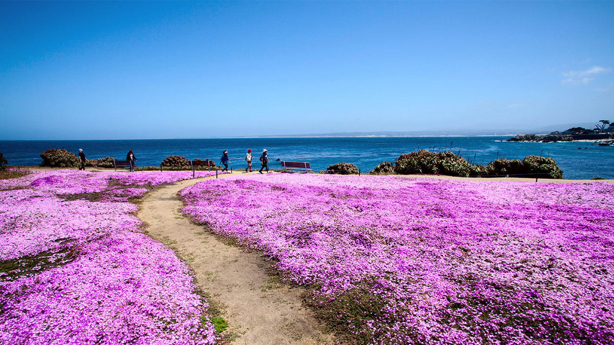 Pink Flowers By Coastal Walk