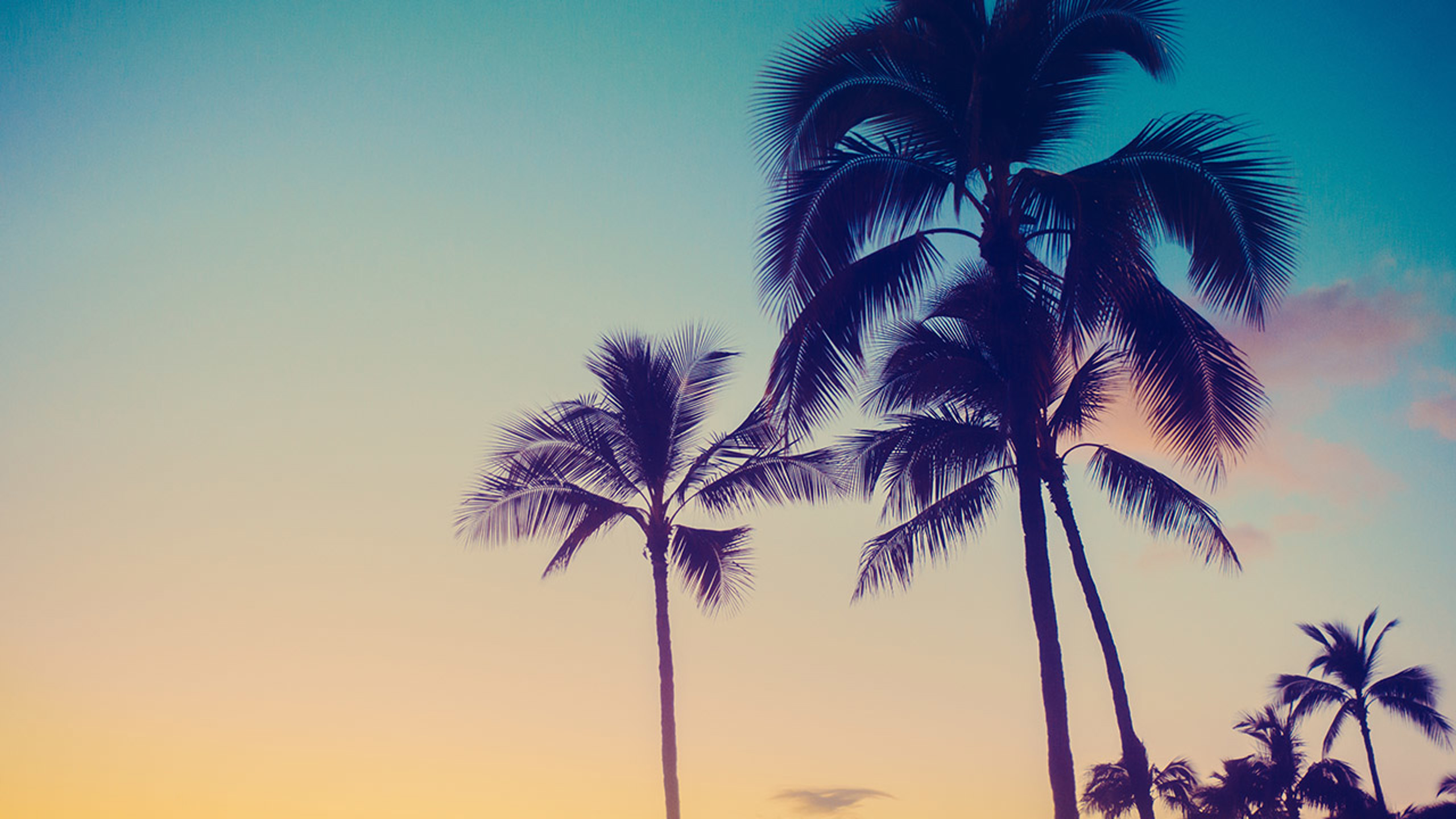 California Palm Trees Sunrise