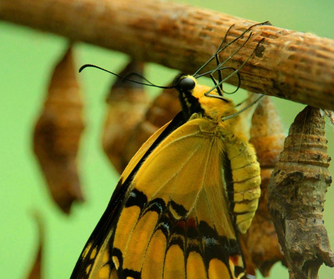Yellow and black butterfly