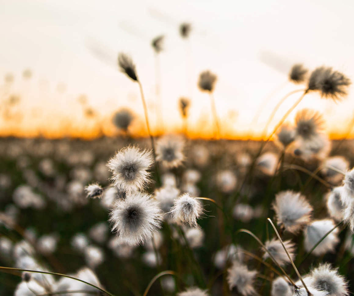Field of wildflowers at sunset