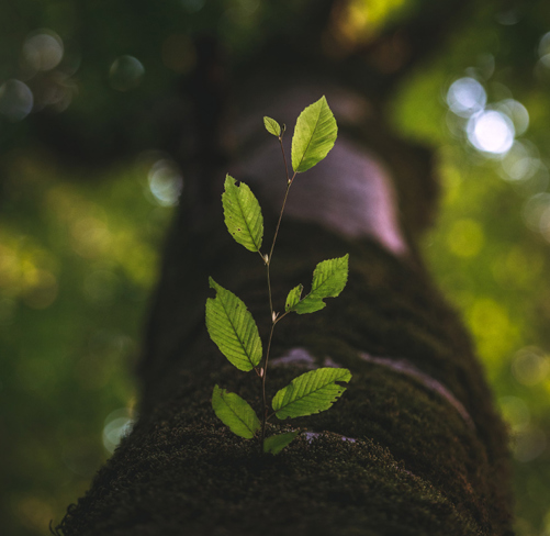 Solvency II: Growing financial strength