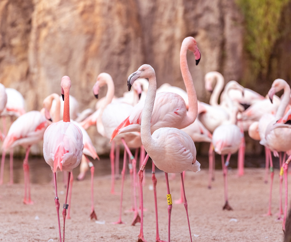 Flamingos