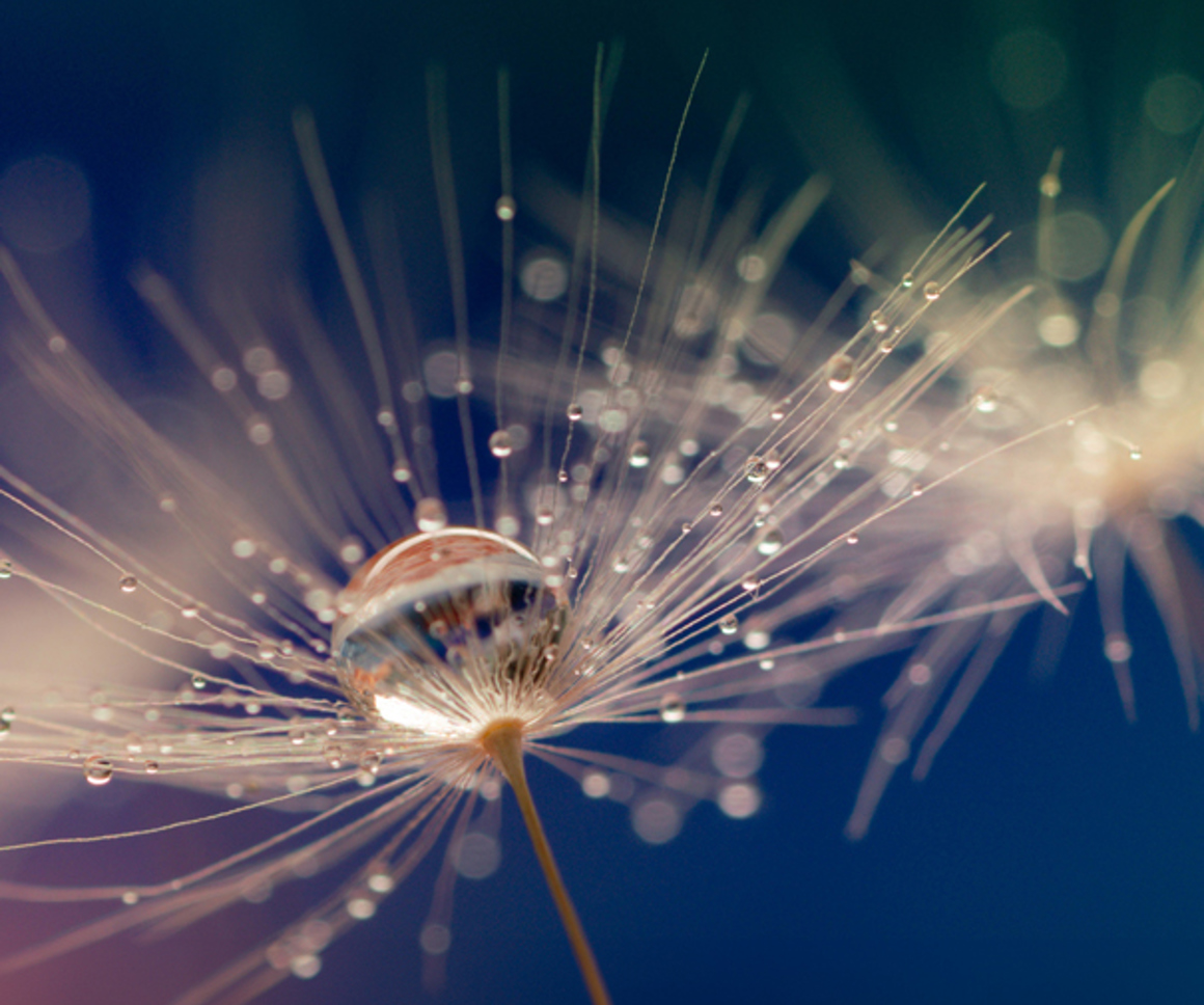 Water droplet on dandelion seed