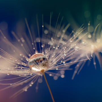 Water droplet on dandelion seed