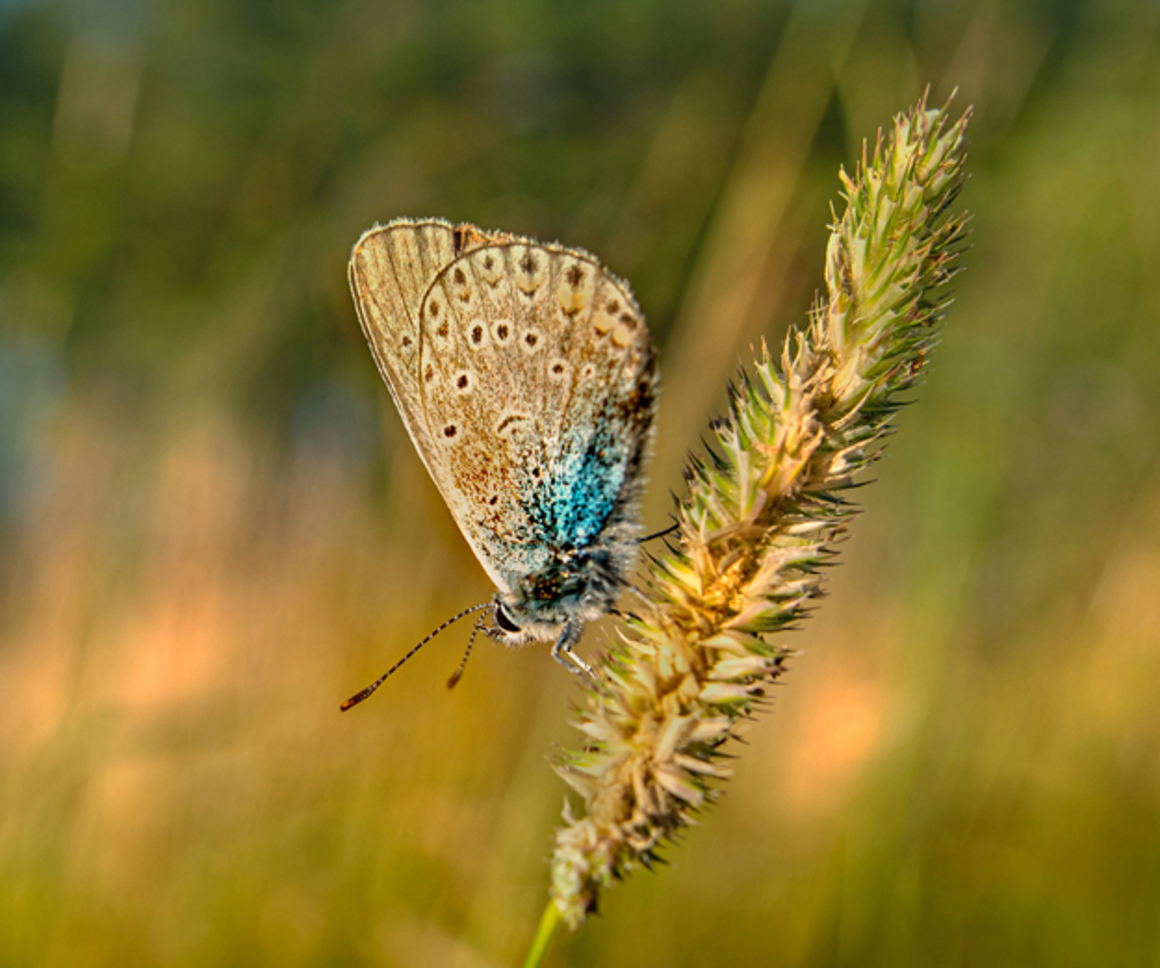 Moth on a sprig of wheat