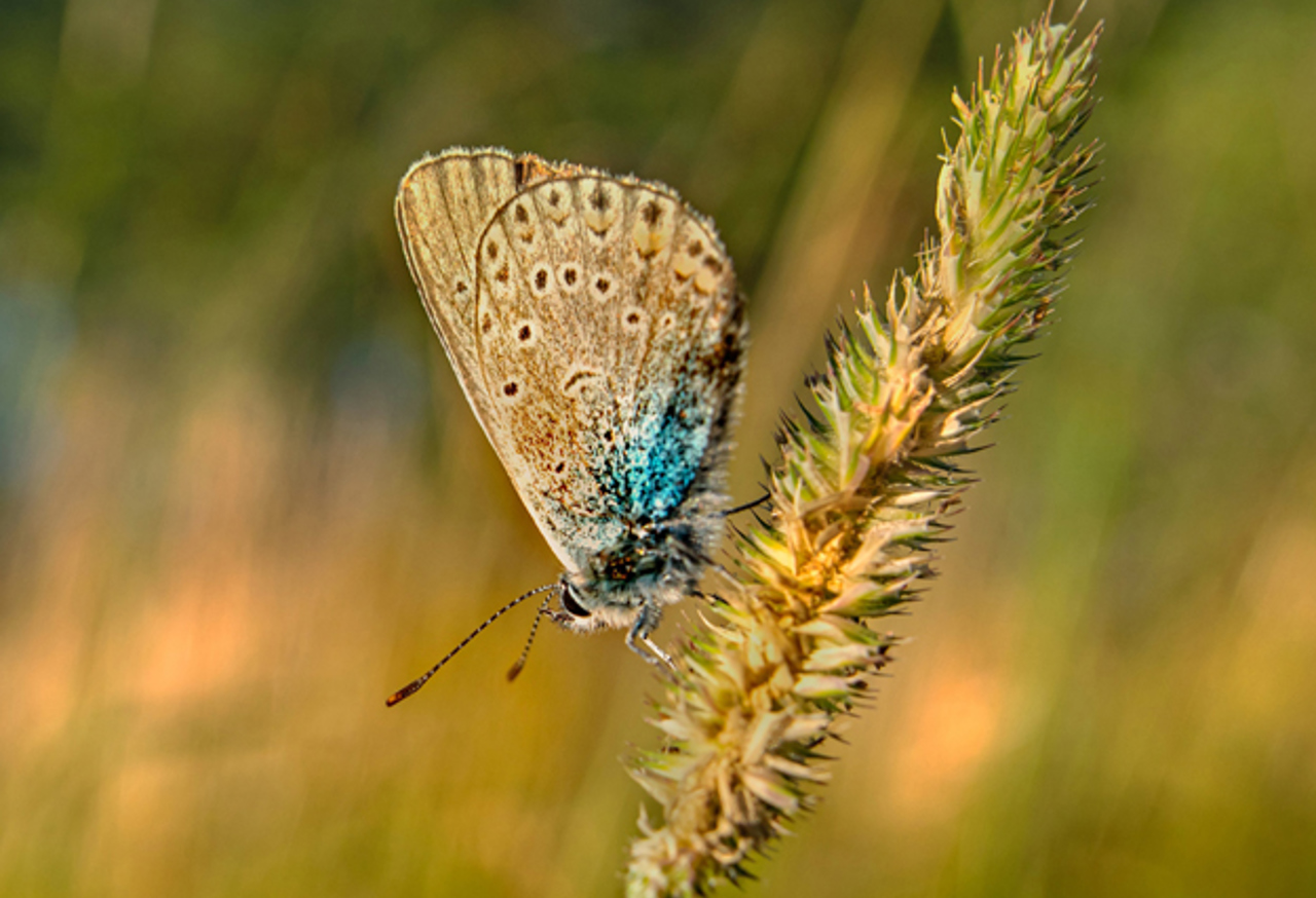 Moth on a sprig of wheat