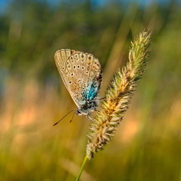 Moth on a sprig of wheat
