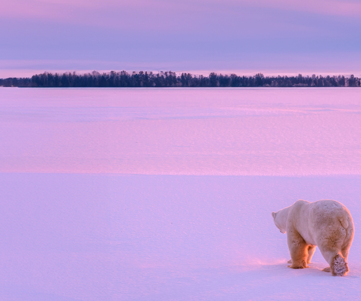 Polar bear on snow