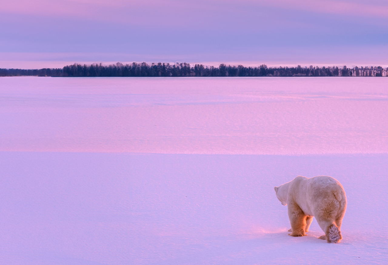 Polar bear on snow
