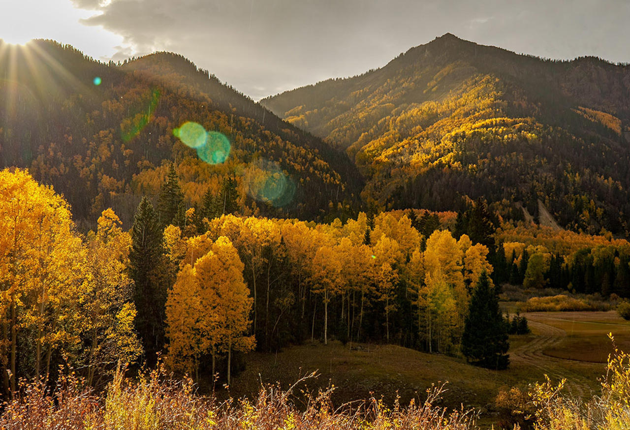 Aspen Woods
