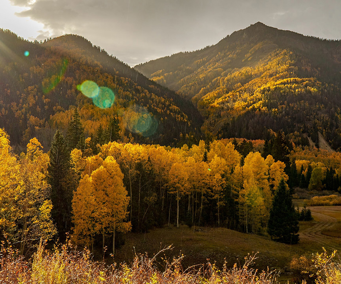 Aspen Woods