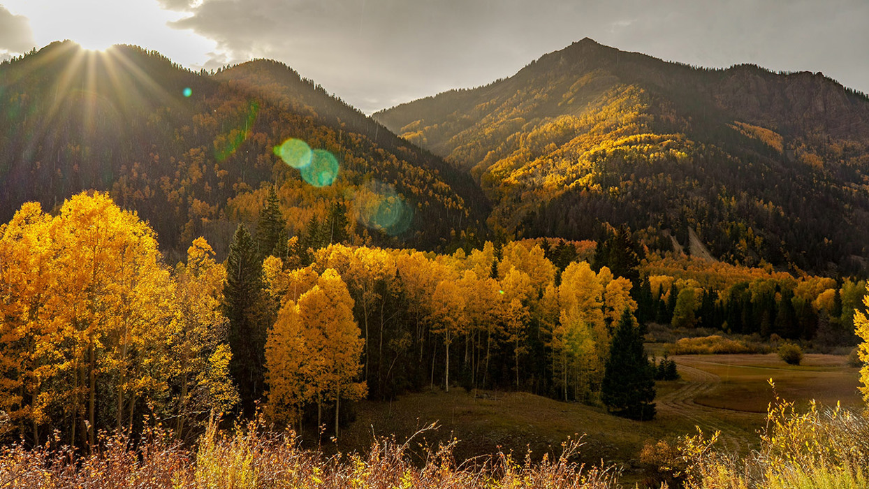 Aspen Woods