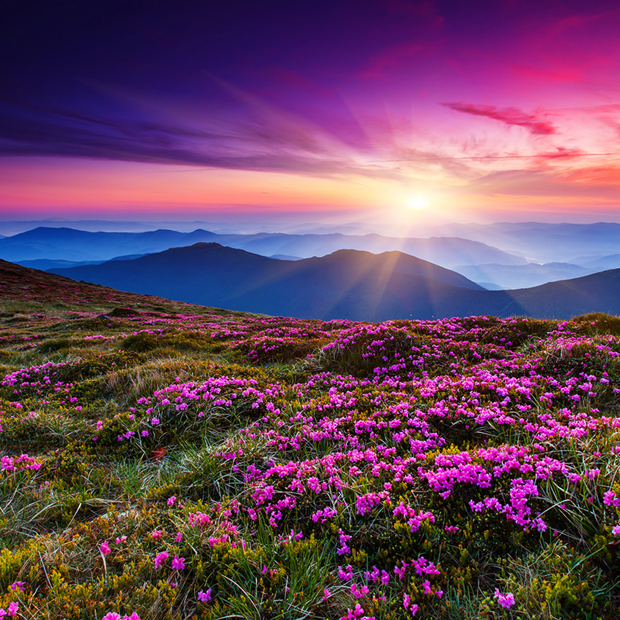 Purple field of flowers with mountains and sunset in the background