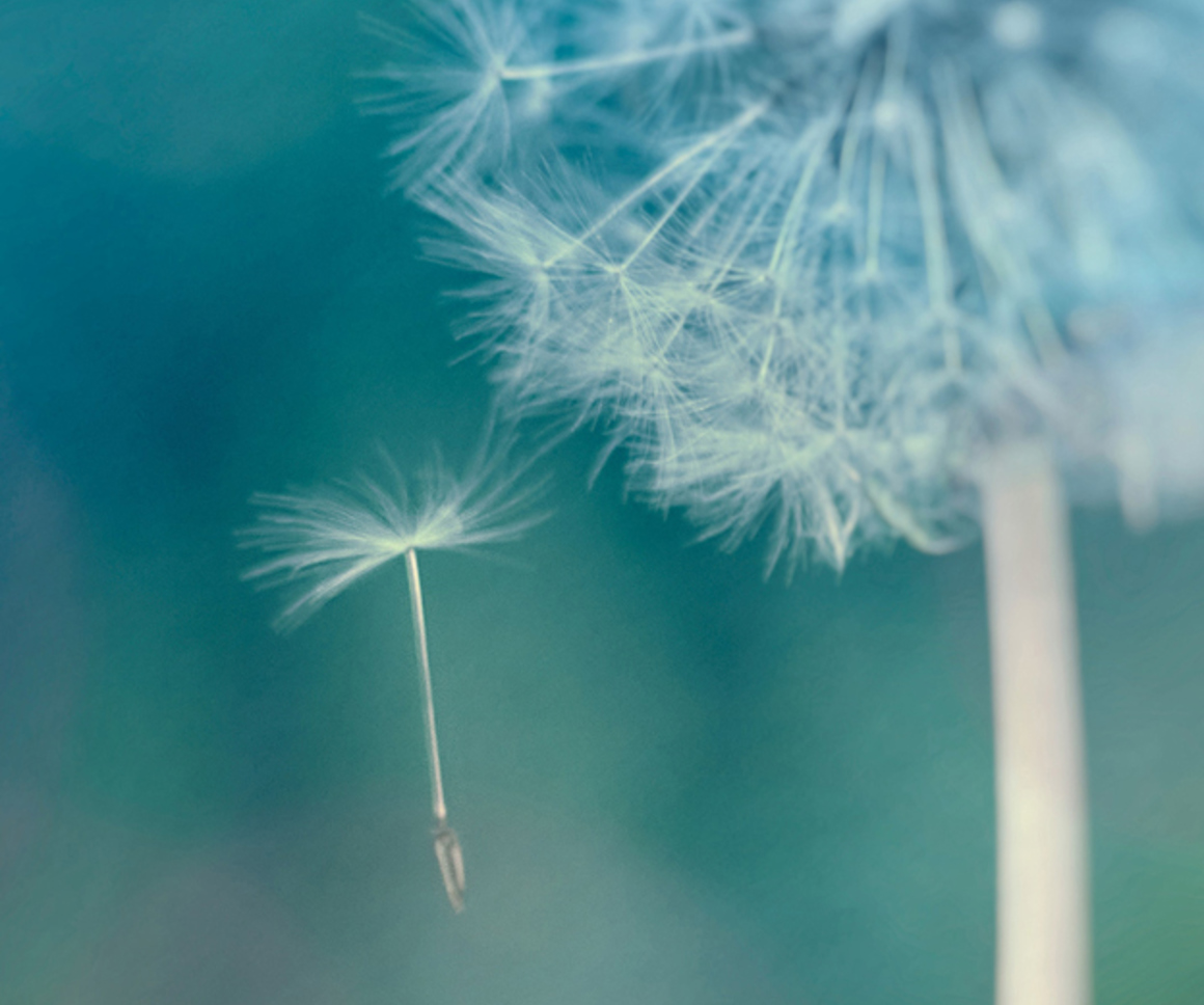 Dandelion seed floating
