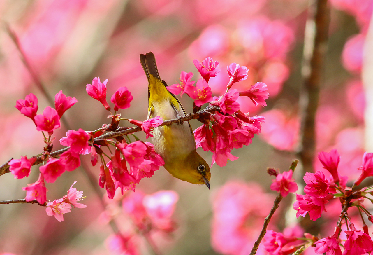 Bird on a branch with pink flowers
