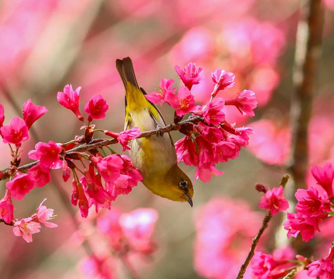 Bird on a branch with pink flowers