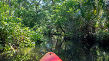 Everglades