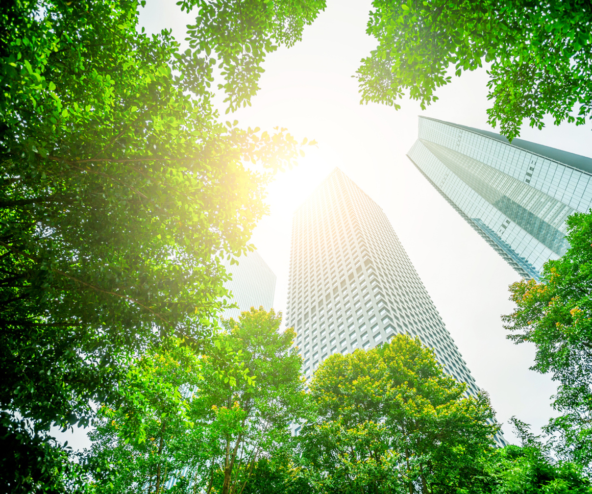 Looking Up At Trees And Commercial Buildings