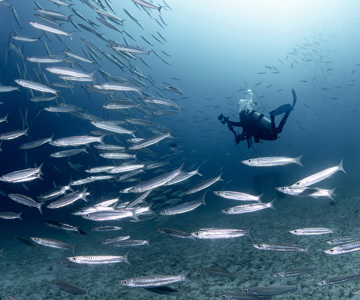 Diver underwater with school of fish