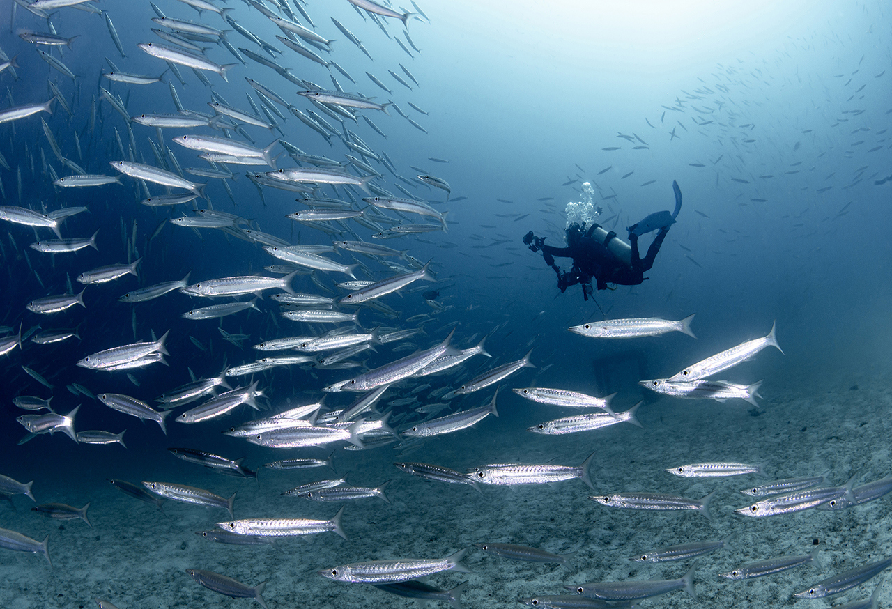 Diver underwater with school of fish