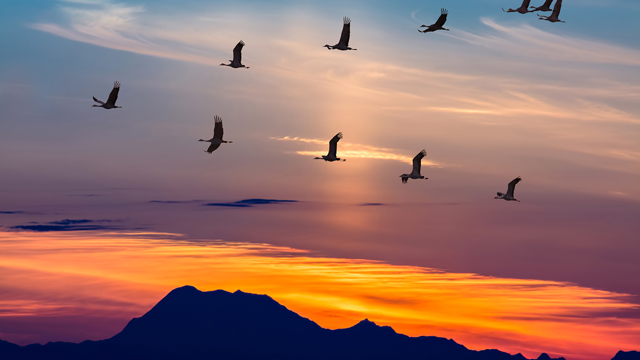 Geese flying with sunset behind