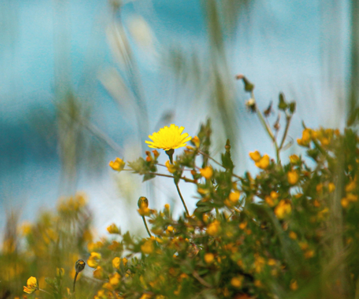 Bright yellow wild flower