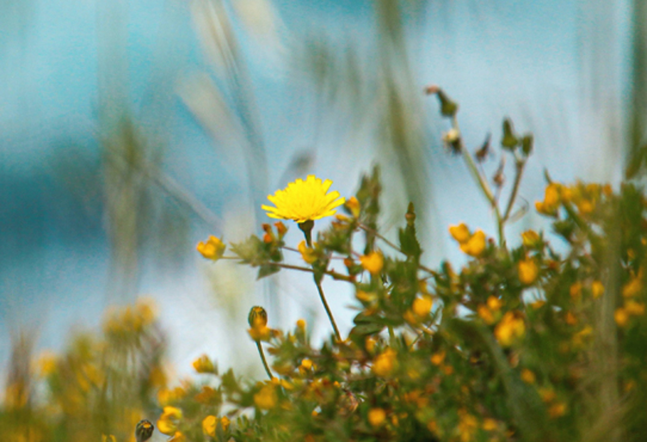 Bright yellow wild flower