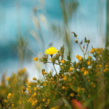 Bright yellow wild flower