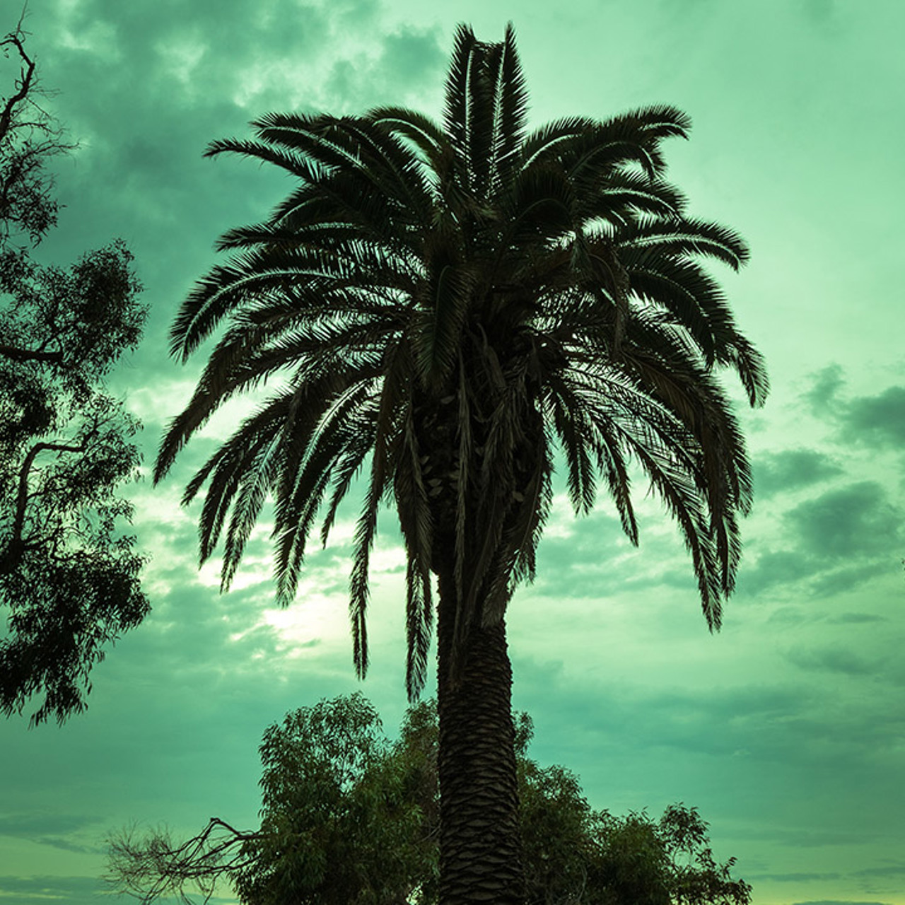 Palm Tree Silhouette