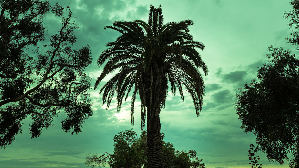 Palm Tree Silhouette