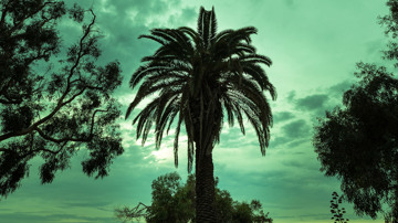 Palm Tree Silhouette