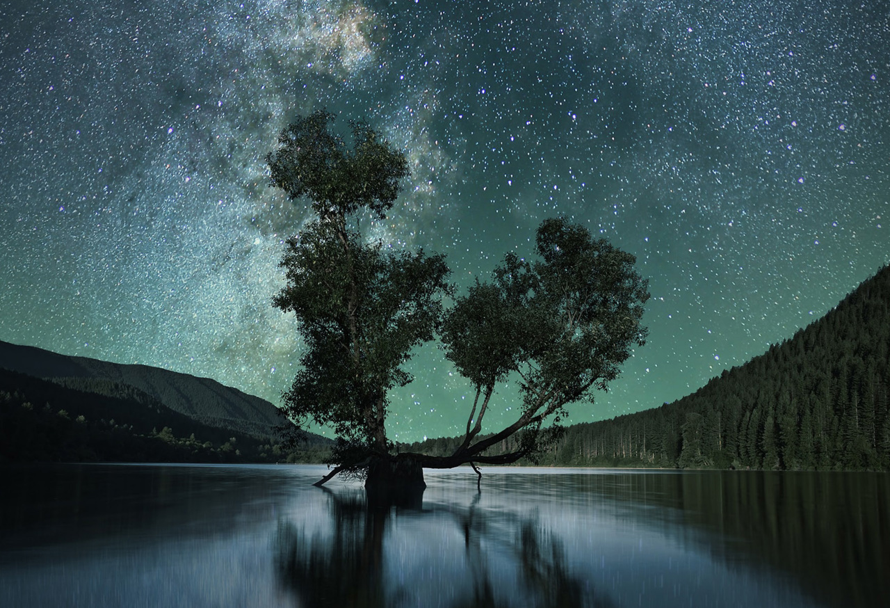Tree in lake at night
