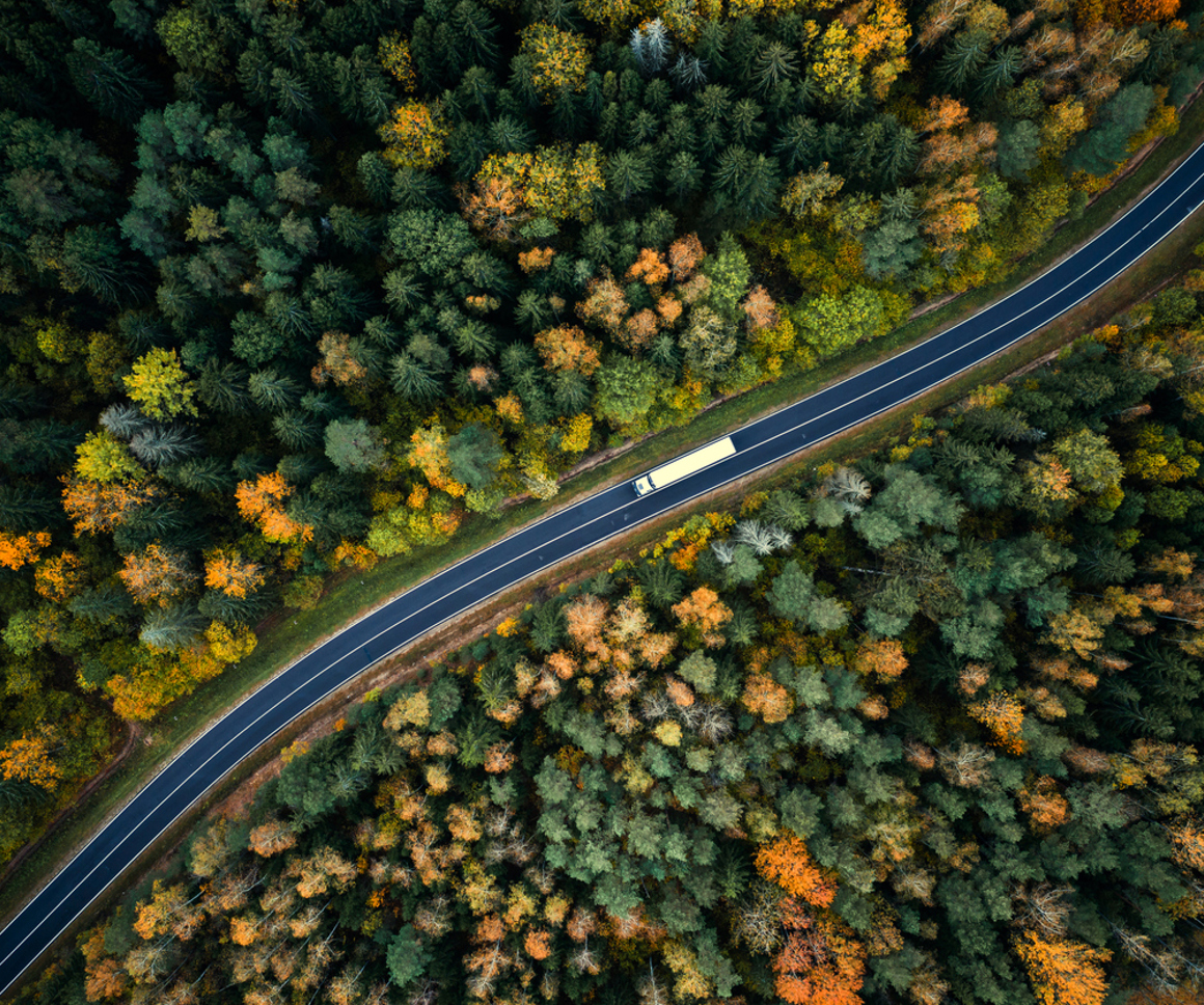 Road in forest