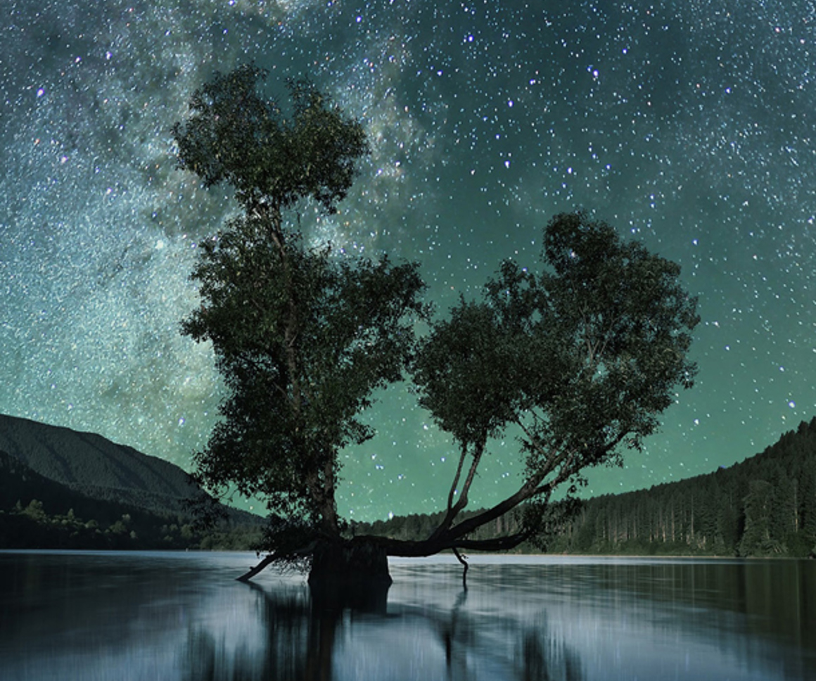 Tree in a lake at night