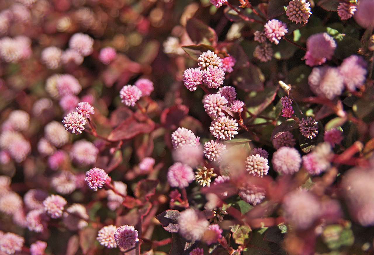 Pink wildflowers