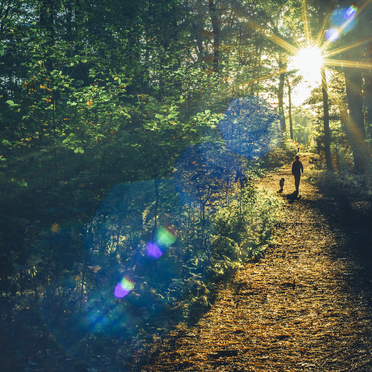 Woodland Walk With Sunlight Through Trees