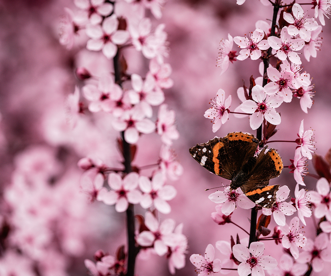 Butterfly on pink flowers