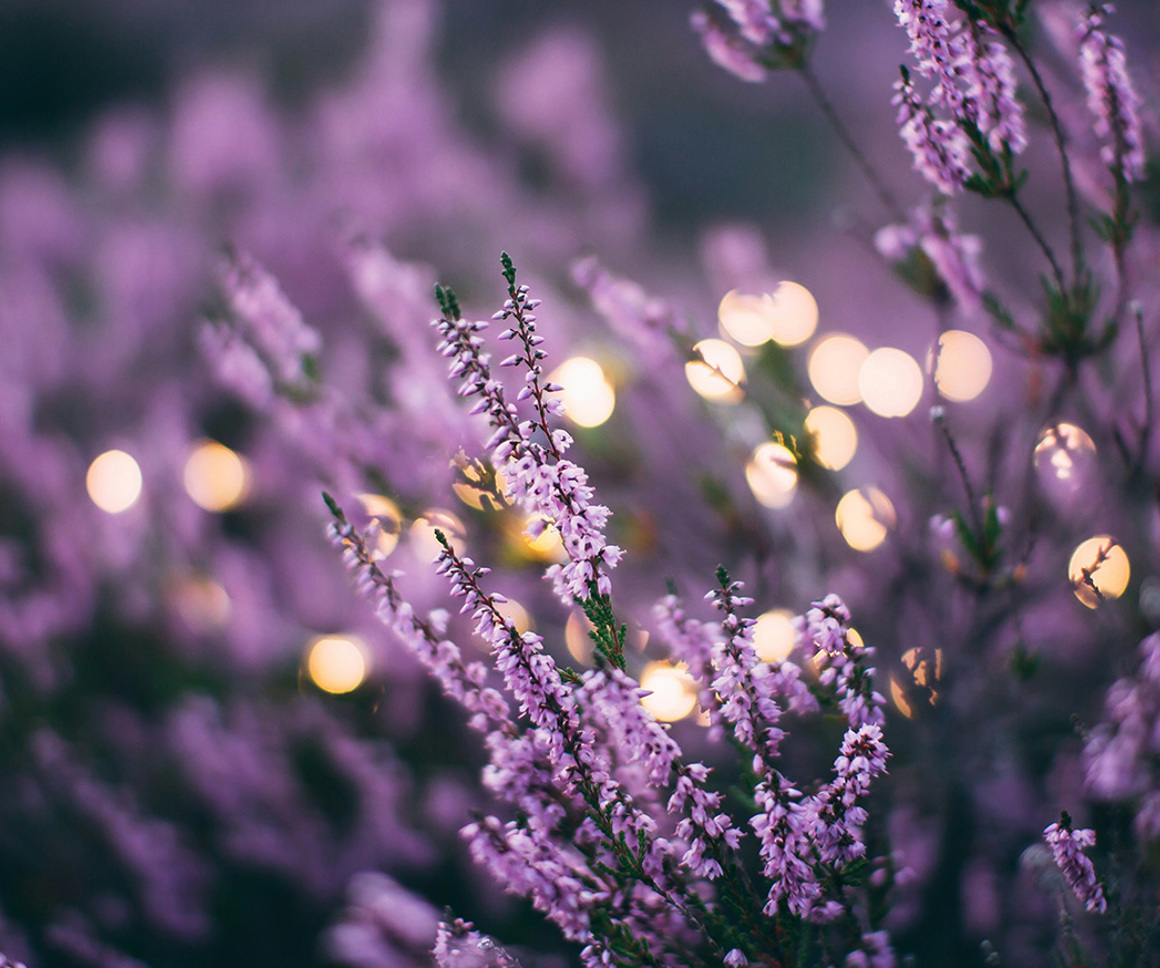 Purple wildflowers