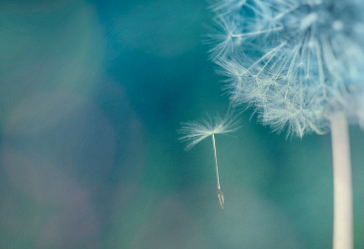Dandelion seed