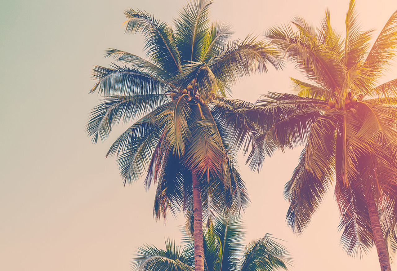 California Palm Trees