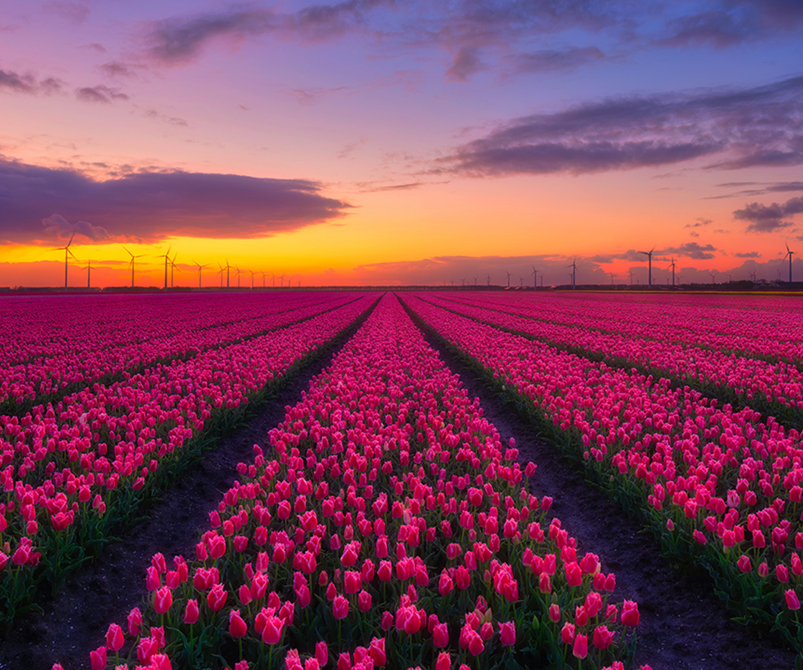 Field of flowers at sunset