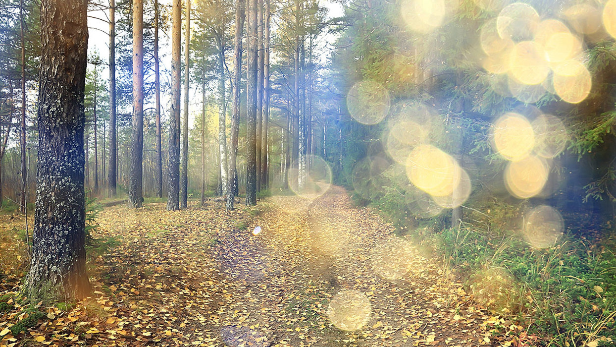 Wood Path With Bokeh