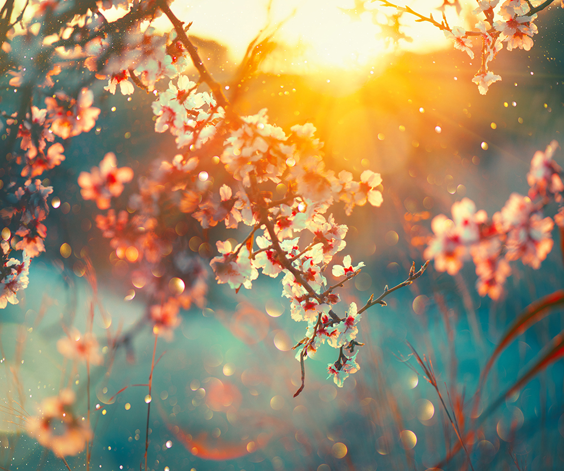 Sunlight through apple blossom