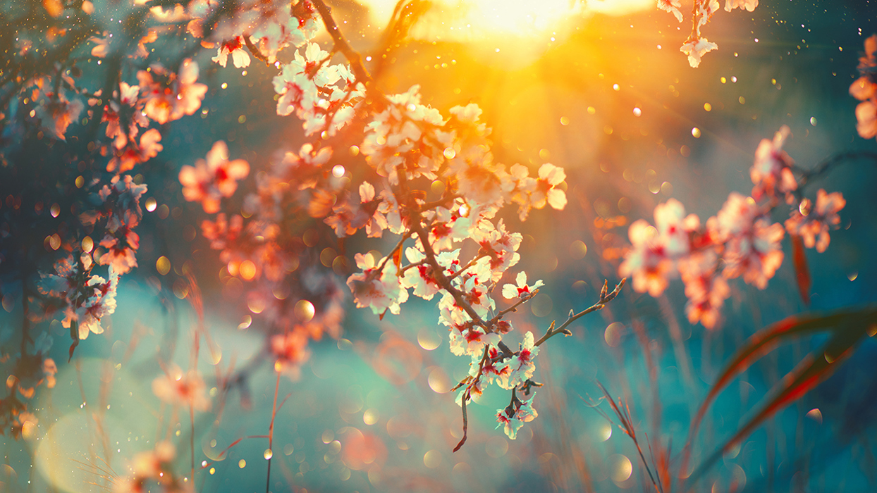 Sunlight through apple blossom