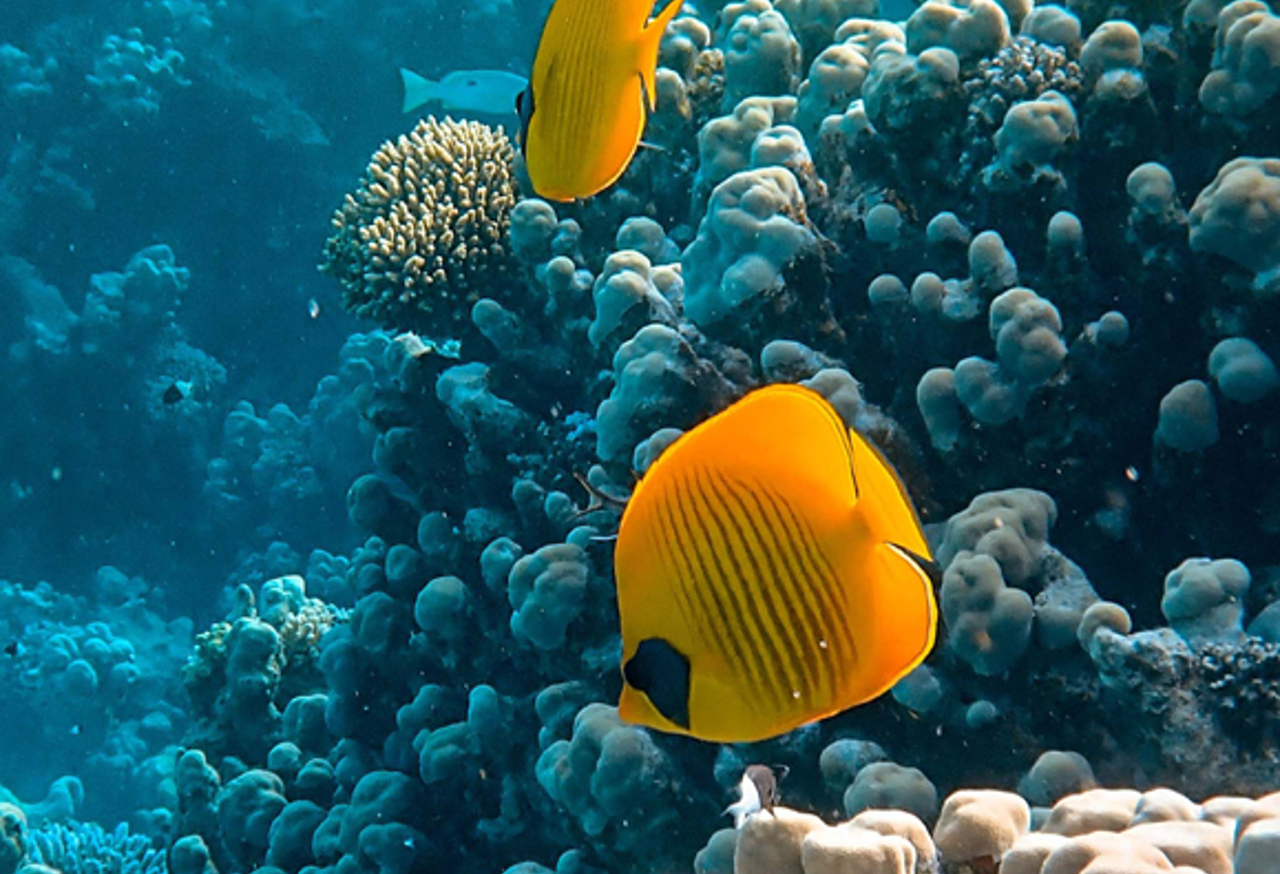 Yellow fish swimming near coral