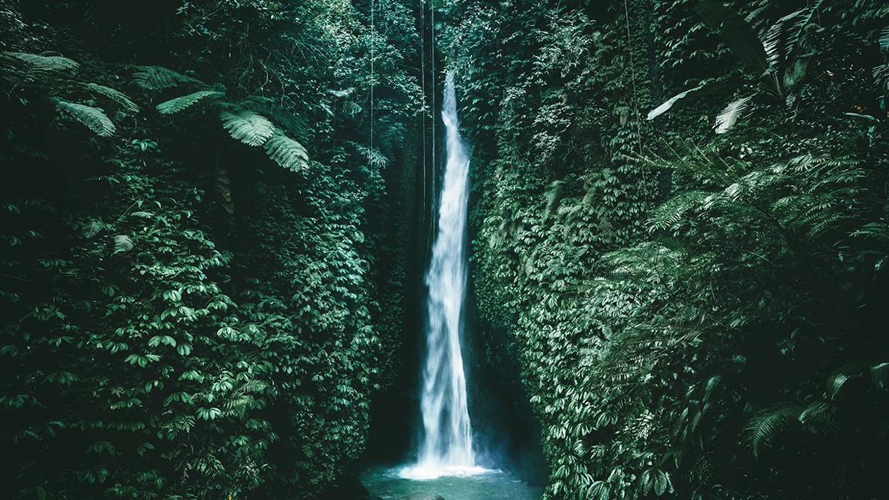 Waterfall in a lush forest