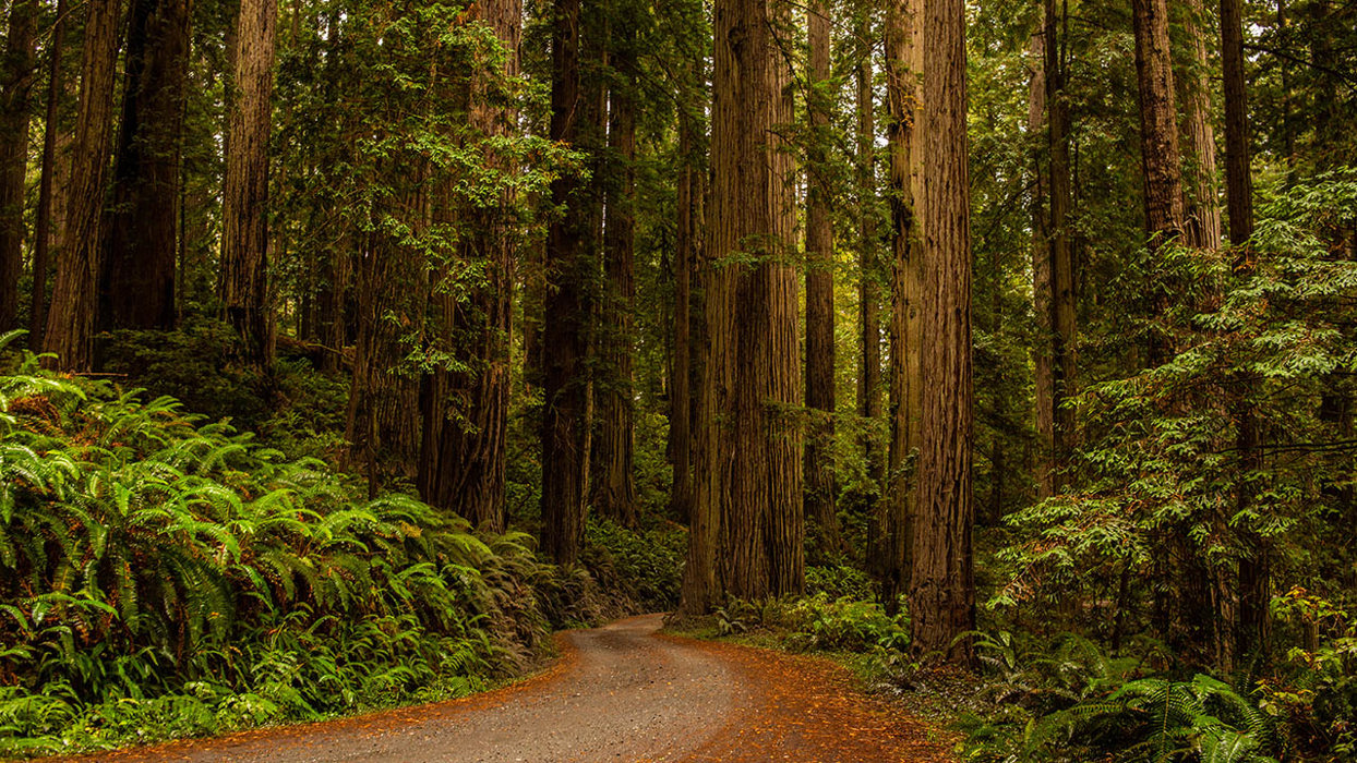 Redwood Forest