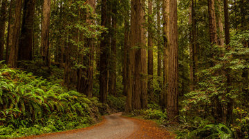 Redwood Forest