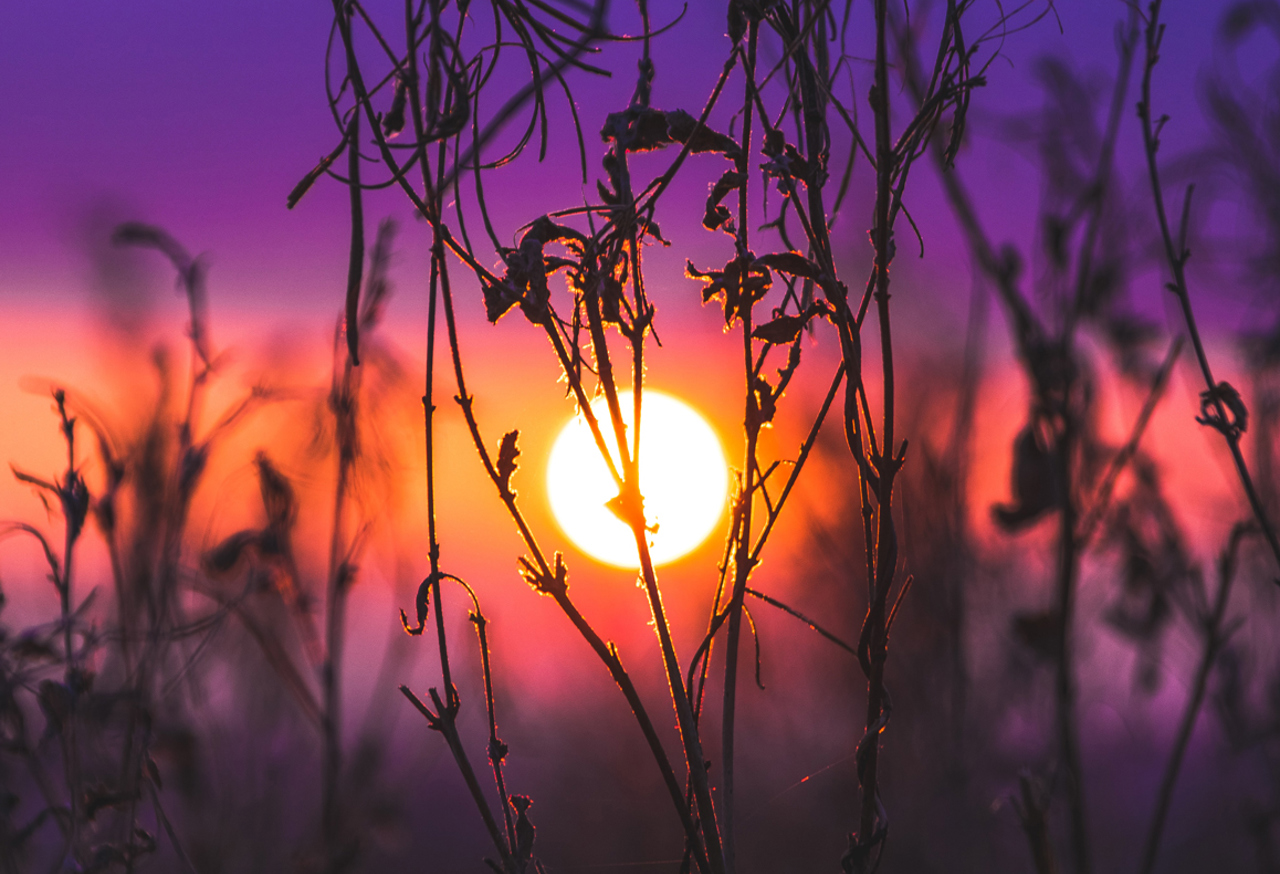 Sunset through flowers