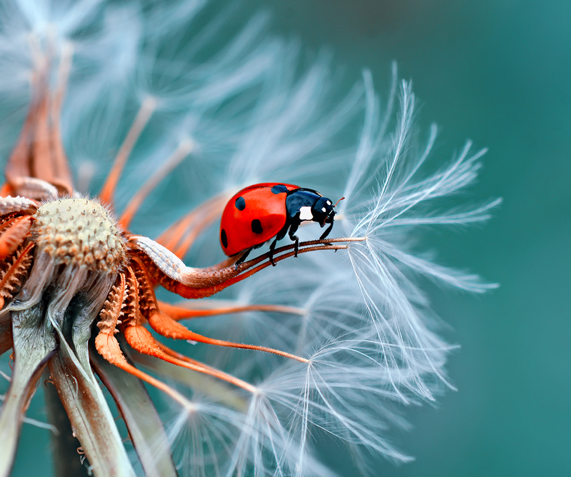 Ladybird on a flower
